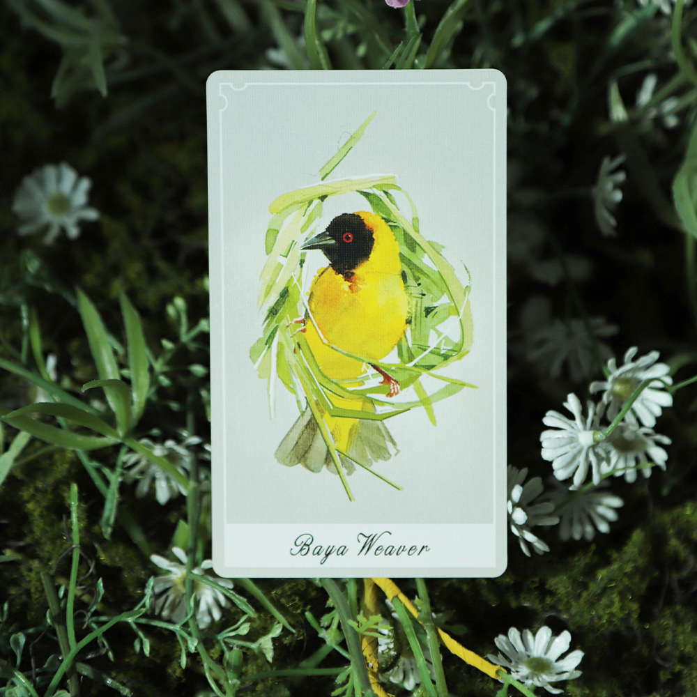 Birdy Oracle