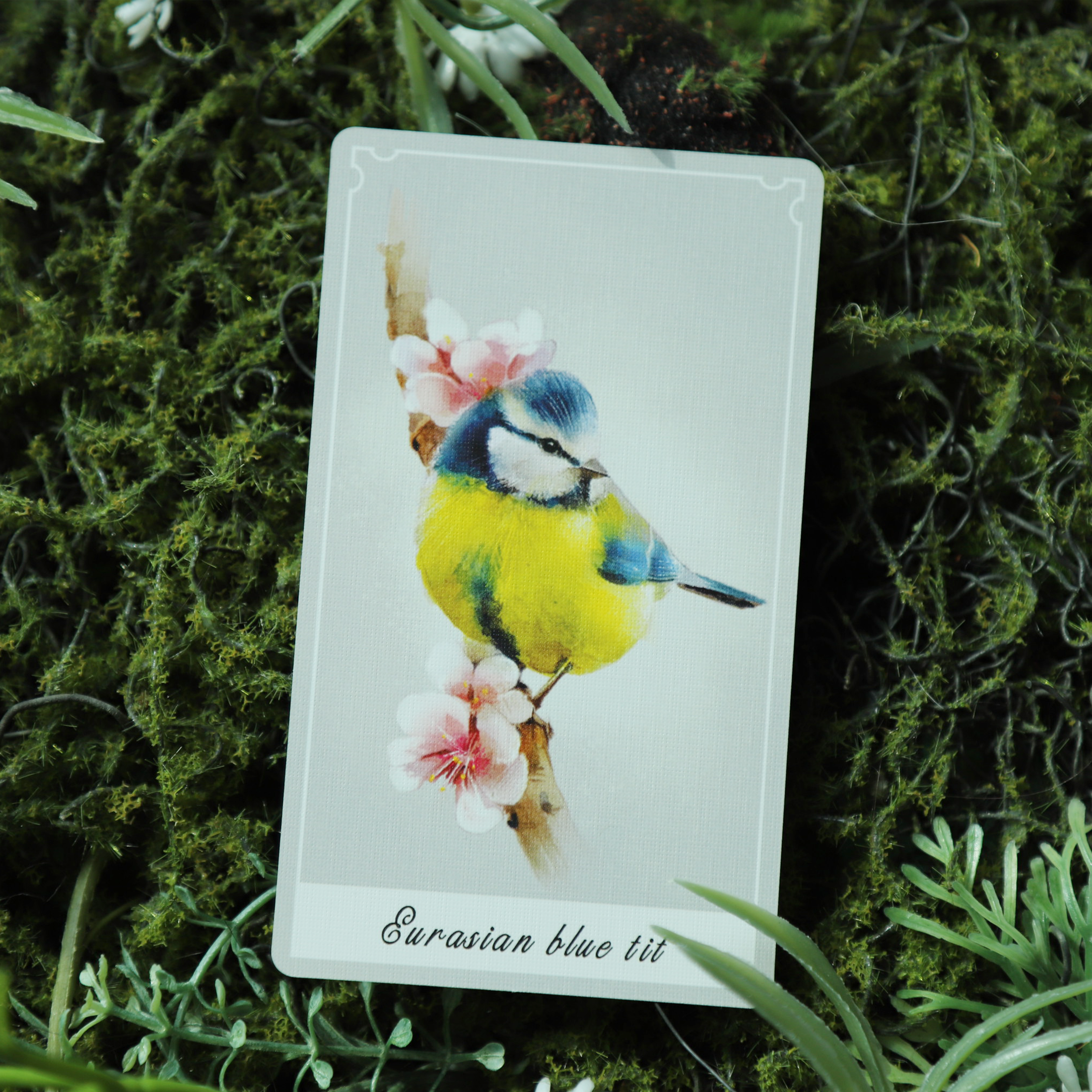 Birdy Oracle