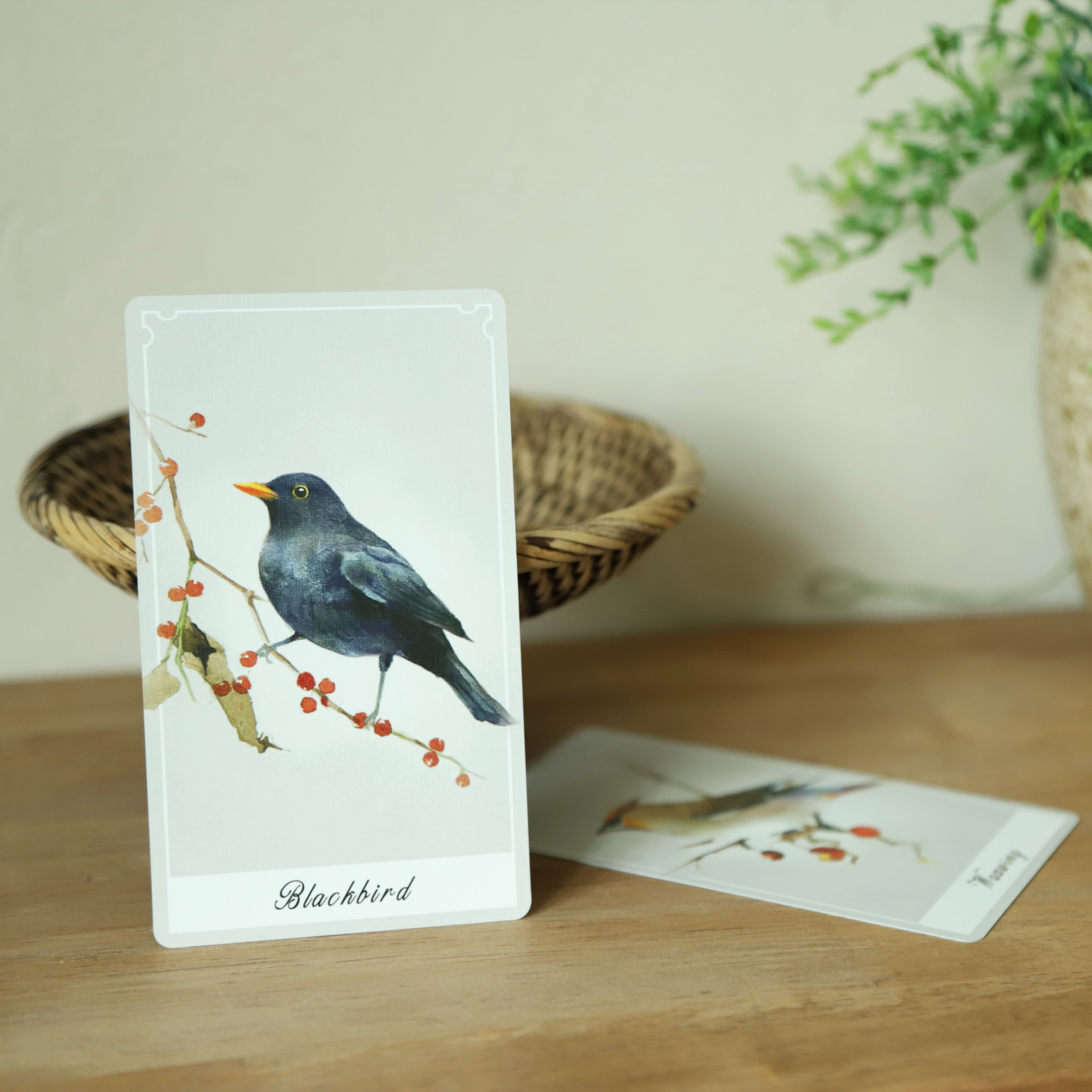 Birdy Oracle