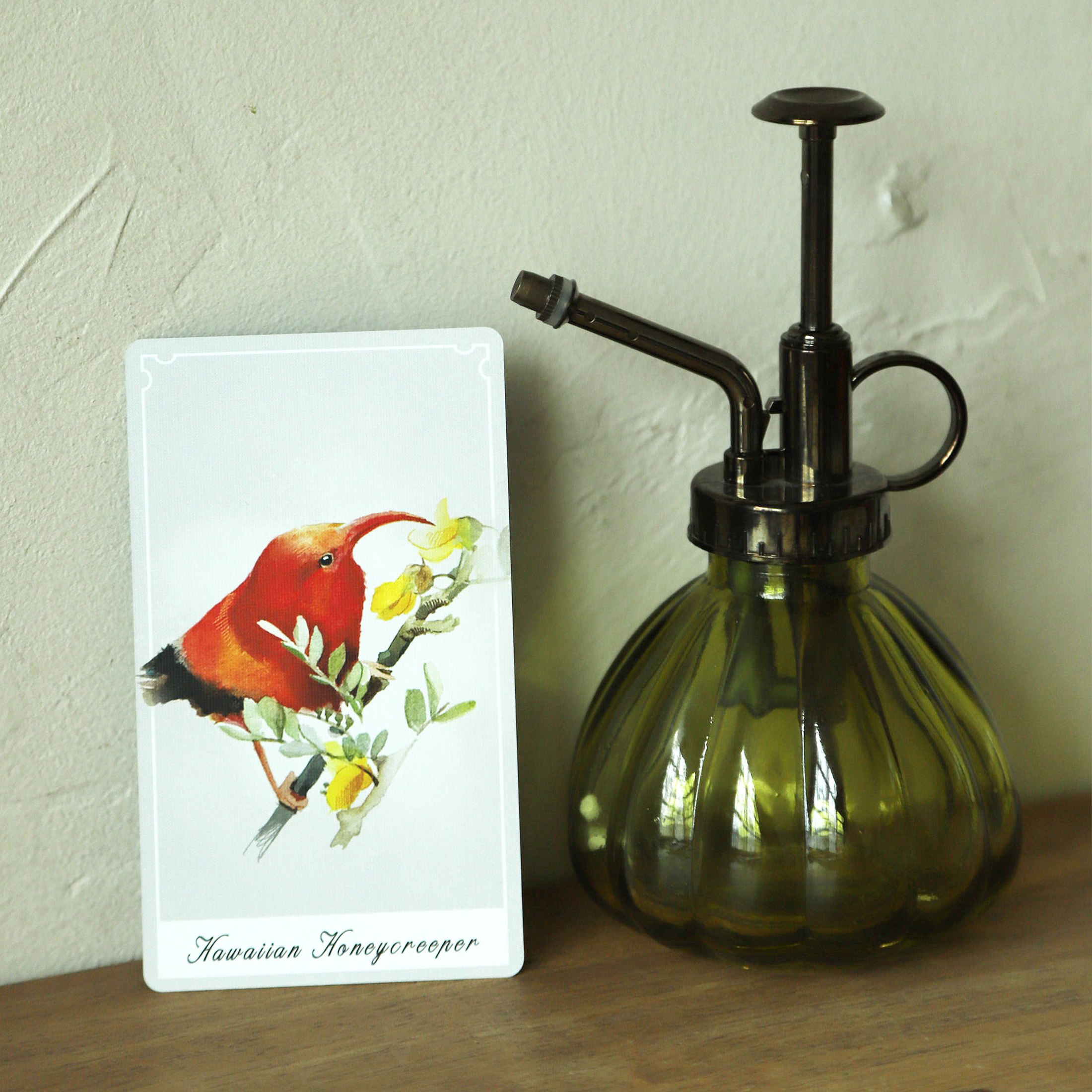 Birdy Oracle