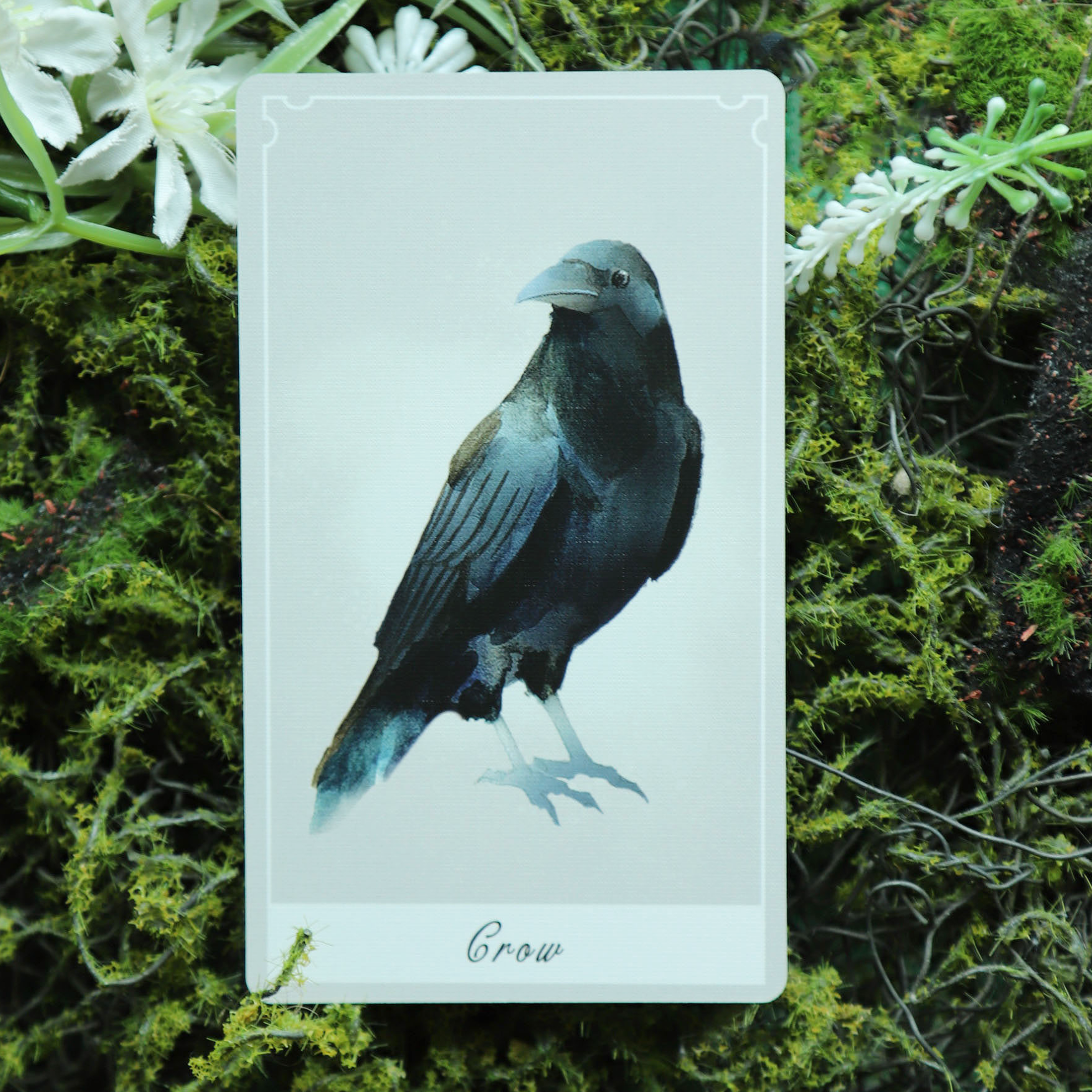 Birdy Oracle